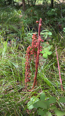 Pterospora andromedea