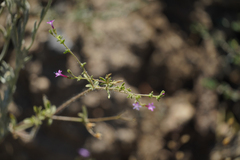 Allophyllum gilioides