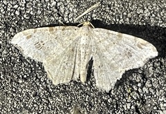 Macaria aemulataria
