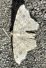 Macaria aemulataria