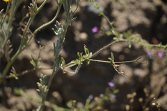 Allophyllum gilioides