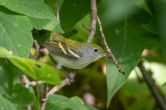 Setophaga pensylvanica