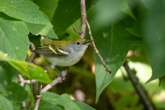 Setophaga pensylvanica