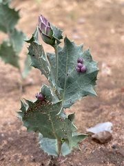 Acourtia nana