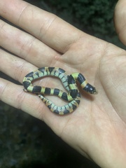 Rhinocheilus lecontei