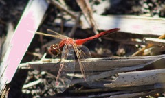 Sympetrum internum