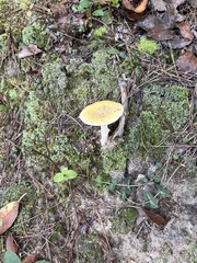 Amanita flavoconia