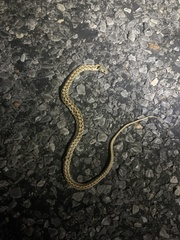 Thamnophis marcianus