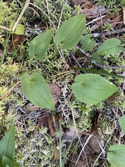 Maianthemum bifolium
