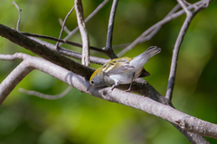 Setophaga pensylvanica