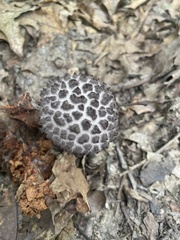 Strobilomyces strobilaceus