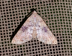 Coenipeta bibitrix