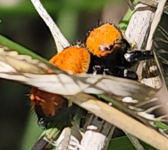 Phidippus apacheanus