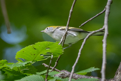 Setophaga pensylvanica