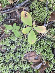 Lysimachia europaea