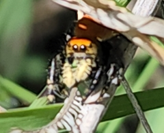 Phidippus apacheanus