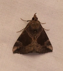 Hypena manalis