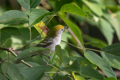 Setophaga pensylvanica