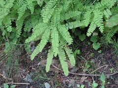Adiantum aleuticum