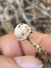 Tulostoma