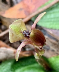 Chiloglottis trapeziformis