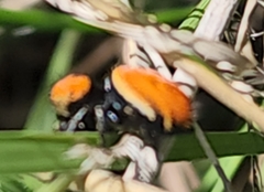 Phidippus apacheanus