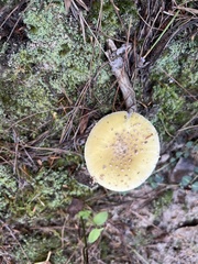 Amanita flavoconia