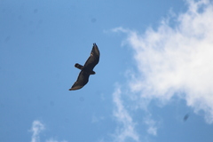Buteo albonotatus
