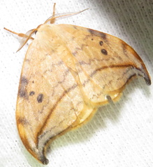 Drepana arcuata