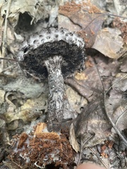 Strobilomyces strobilaceus