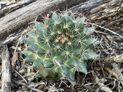 Mammillaria heyderi