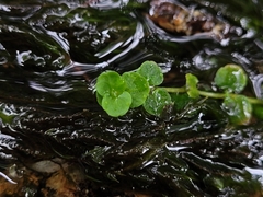 Chrysosplenium americanum