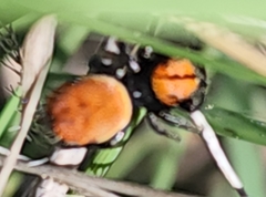 Phidippus apacheanus