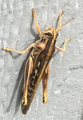 Schistocerca americana
