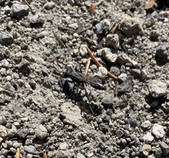 Apoidea