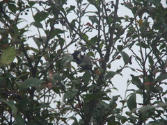 Periparus rubidiventris