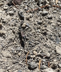 Apoidea