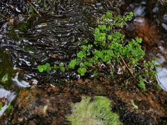 Chrysosplenium americanum