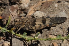 Trimerotropis fontana