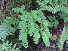 Adiantum aleuticum