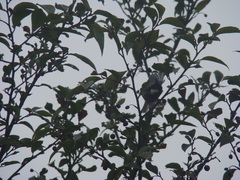 Periparus rubidiventris