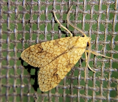Lophocampa annulosa
