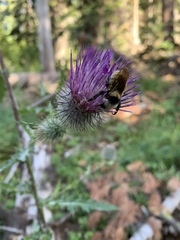 Cirsium edule