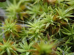 Pseudocrossidium crinitum