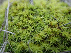 Pseudocrossidium crinitum