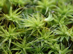 Pseudocrossidium crinitum