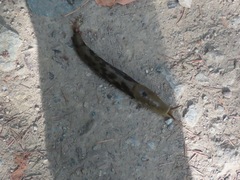 Ariolimax columbianus