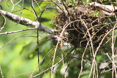 Campylorhynchus zonatus