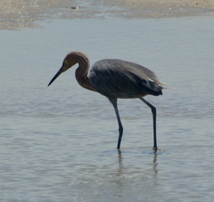 Egretta rufescens