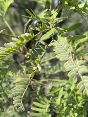 Prosopis laevigata